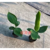 培育者～香蕉苗。寶島蕉。寶島蕉。抗病 豐收，（該品調整最低購買數量為2顆）