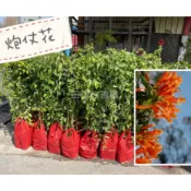 田尾玫瑰園 l 炮仗花、黃鱔藤、炮竹花、黃金珊瑚【4吋黑軟盆 高度約70cm】蔓性植物 爬藤植物