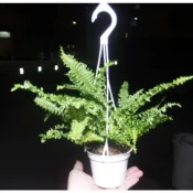 波土頓腎蕨 吊盆  蕨類植物  蕨類  網紅植物 觀葉植物 (賣場有蝴蝶蘭， 石斛蘭，鹿角蕨上板 台灣香蘭 扇葉文心蘭)