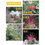 綠房子 空氣鳳梨 超值C組合 *特選入門品種* 特價中