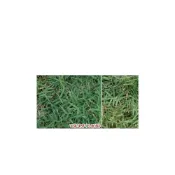 (店+)【蔬菜之家】M06.百慕達草種子(已脫殼)25000顆(約7克)草皮種子//百慕達草喜歡溫暖的氣候，抗寒性差，早春生長勢強恢復快