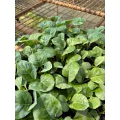 格蘭嫩芽苗（開白花）｜皇宮菜苗｜芥藍芽苗｜穴盤苗｜甜芥藍｜快速出貨｜居家陽台種植推薦｜苗場直送｜新手也好種｜可食用嫩葉