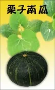 栗子南瓜 種子