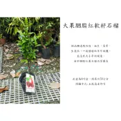 心栽花坊-大果胭脂紅軟籽石榴/石榴/4吋/水果苗/特價280