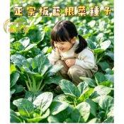 現貨隔日寄 正宗板藍根種子 大青葉種子 台灣四季可種 中藥材香草植物 居家菜園盆栽 易種好發芽 農場直送 園藝種子