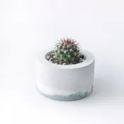 (預購)莫蘭迪綠系列 | 絲絲丸 小圓形三色水泥仙人掌植栽