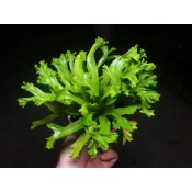 鹿角山蘇 蕨類植物  蕨類 山蘇 爆炸頭山蘇(觀葉植物 可上板植物 圓葉花燭 觀音蓮 彩葉芋)