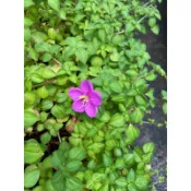 蔓性野牡丹（ 多年生藤本植物）