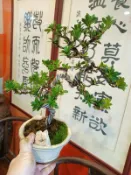 日本品種無接枝粗幹，造型漂亮小葉珍珠米粒羅漢松造型小品盆栽好種植喜歡半日照以上潮濕的環境層次分明便宜賣郵局嘉里大榮免運