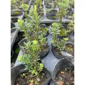 樹苗：米粒羅漢松小盆栽