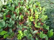 ╭＊田尾玫瑰園＊╯觀葉植物--(金錢樹)