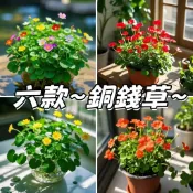 現貨秒發⚡6款新品~銅錢草種子 會開花的銅錢草 花種子 招財進寶水養金錢草水培土培陽台庭院 四季可種 銅錢草盆栽