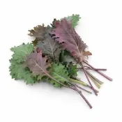 Winter Red Kale︱冬季紅羽衣甘藍種子