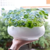 水僊花水培銅錢草花盆陶瓷碗蓮睡蓮荷花無孔容器清倉水養的器皿DFGDR3