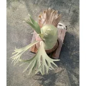 〈〈29號植物緣〉〉白鹿鹿角蕨/蕨類植物/親民入坑款
