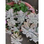 ★(小農)天然栽種 石蓮花 現採 可食用 石蓮 Echeveria 風車蓮 觀音草 多肉植物 無農藥無化肥 現採