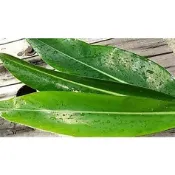  【奮起湖農場】野生月桃葉1片5元 新鮮採出 大粽葉/肉粽葉/一口粽/甜粽 無農藥 無化肥享受大自然原味幸福