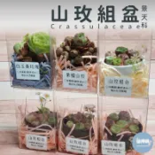 🌵✧植得栽✦【山玫組盆禮盒】山地玫瑰/景天科/送禮/婚禮小物/畢業禮物/交換禮物/禮盒/獎品/多肉/多肉植物/山玫禮盒