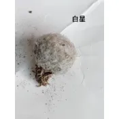 （快速出貨）白星 實生仙人球 軟毛仙人掌 多肉植物 開花無刺 室內不紮手小盆栽