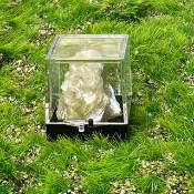 小小能量礦石擺件-可愛精品小迷你金雲母// 財運 水晶 //招財礦石