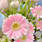 現貨 非洲菊（50粒）四季種植 高桿非洲菊盆栽切花扶郎花四季好養耐熱植物花卉陽臺庭院新手推薦高發芽率花卉種子 超低價