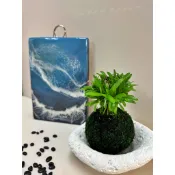 羅漢松&手作 苔球 療癒 文青 室內植物 觀葉植物 居家裝飾 辦公室小物 懶人盆栽 凱瑞植栽