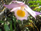 ★╮芳草園★╮－「攀龍石斛」3吋盆