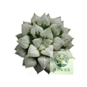 （快速出貨）愛心壽 多肉植物種子 心型葉 十二卷玉露 好養美觀 辦公室陽臺庭院小盆栽