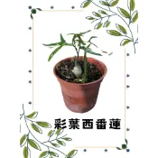 Mars Garden 彩葉西番蓮 多肉植物/塊根愛好者/藤蔓攀爬/爪子美麗葉片/可攀爬裝飾