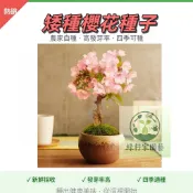 現貨【進口櫻花 盆栽老樁種子】矮桿櫻花 濃香型重辦大花 辦公室內綠植盆景 桌面盆栽種子 微型盆景樹種子