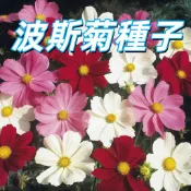 台灣現貨【波斯菊種子】 高發芽率 易種花卉 庭院美化 陽台盆栽 台灣適種 四季可播 新手推薦 開花快速 園藝！