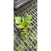 觀葉植物：蕨類（姬龜貝葉）小盆栽