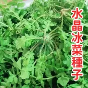 現貨現發 【水晶冰菜種子】水晶冰菜種子 免农药生菜 陽台盆栽易種 清脆多汁 帶天然鹽晶 沙拉首選 耐熱耐旱
