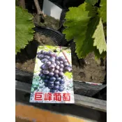 花園植物工坊♥水果苗♥巨峰葡萄♥4吋盆♥高約5-10cm