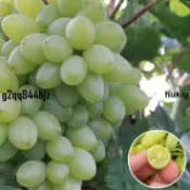 ✨白香蕉葡萄果樹種子（100粒 現貨秒發）葡萄種子 葡萄樹種子 當季種植 次年結果 盆栽 地栽