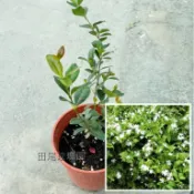 田尾玫瑰園 l 風車茉莉、絡石藤【5吋盆 高度約15cm】藤本花卉 香花植物 觀花植物 (植物眾多歡迎聯繫客服)