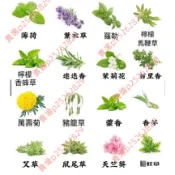 現貨 新種 驅蚊草種子（100粒）二十二款強效驅蚊蟑螂 薄荷九層塔 萬壽菊 驅蚊草 濃香型花卉 盆栽驅蚊草種子 蓄意草