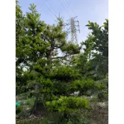 【建方松園】 羅漢松 造型羅漢松 高3米 寬1.8米 Podocarpus-B01