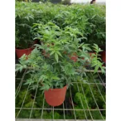 東大興農場 萬壽菊 3-5寸盆 觀賞盆栽香草植物 香料植物