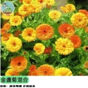 🌼【一包種出七彩花海】金盞菊混合種子 可食用香草 泡茶入菜 肌膚保養DIY 新手必種 四季開花 陽台花園