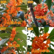 🌺【我會發芽】桂花種子 金桂 丹桂 沉香桂 四季桂花 硃砂桂 佛頂珠 九龍桂 狀元紅 綠玲瓏 低溫冷藏 沙藏種子