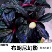 《林作物》現貨/含發票 稀有水草【布朗尼幻影】迷你榕類 神秘草 水中葉 前景陰性草 新手級 辣椒榕