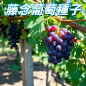 【藤念葡萄種子】台灣適種 高發芽率 家庭園藝盆栽 陽台種植 有機 自種葡萄 送禮自用 易種 盆栽種子 推薦