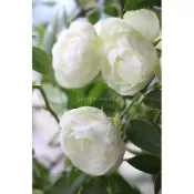 白雪姬/白露斯塔 Sneprinsesse - 5寸控根盆！超人氣商品！《蟹老闆園藝花卉🤟》月季.玫瑰苗 開花植物