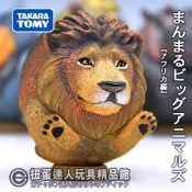【扭蛋達人】(日版) タカラトミー 扭蛋  圓圓可愛動物 非洲篇 全5種 (現貨特價)H2
