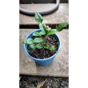 花田里_水果苗_馬蜂橙(阡插) 5吋盆_，泰國檸檬葉--異國料理