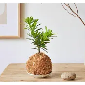金鑽羅漢松、晶鑽羅漢松、黃金鑽羅漢松 常綠喬木 羅漢松樹苗 羅漢松科羅漢松屬多年生常綠喬木