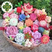 多肉植物種子 仙人掌種子 生石花種子 石蓮花種子 景天種子 多肉播種 自採種子 多肉大禮包 多樣化種子 陽台盆栽 療癒小