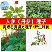 【台灣現貨】長白山蔘種子 野山人參 庭院盆栽 景觀植物 藥草栽培 家庭菜園 陽台種植 東方人蔘 滋補養生 新鮮種子
