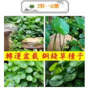  2粒一元購【銅錢草種子】金錢草種子 魚缸造景 淨化空氣 銅錢草種子 水草種子水耕土耕植物種子 四季種植 招財旺宅